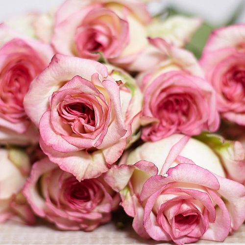 Розовые Биколор розы 40 см (Кения) Premium