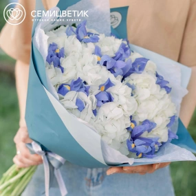 Букет из 3 белых гортензий и 10 синих ирисов в голубой пленке