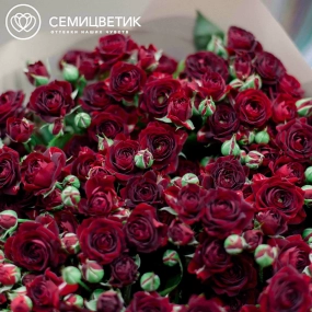 Букет из 25 красных кустовых роз 70 см (Россия) в кремовой пленке