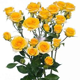 Роза кустовая (Кения) 40 см Желтая поштучно