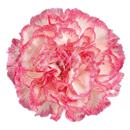 Гвоздика Одноголовая Голландия Белая с розовой каймой поштучно