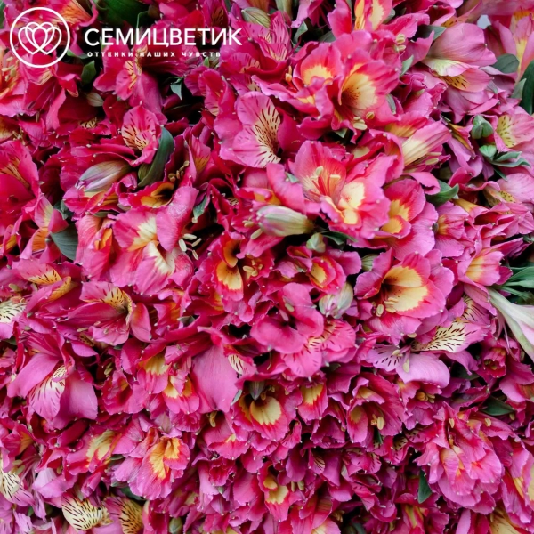 Букет из 101 розовой альстромерии в белой пленке