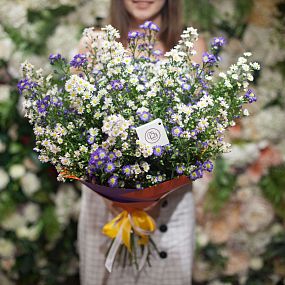 Букет из 25 кустовых астр микс