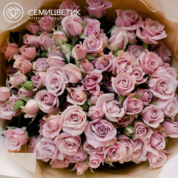 Букет из 21 сиреневой кустовой розы 40 см (Кения) в кремовой пленке