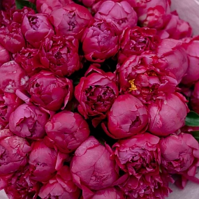 Монобукет  из 51 ярко-розового пиона Standart Plus в зеленой пленке