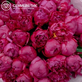 Букет из 51 ярко-розового пиона Standart Plus в зеленой пленке