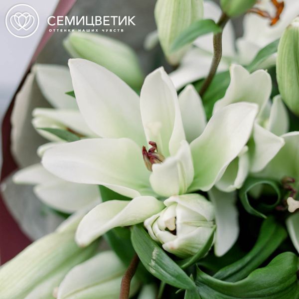 Букет из 9 белых лилий азиатка