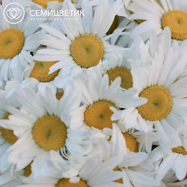 Букет из 51 одноголовой ромашки в упаковке