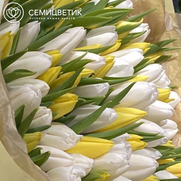 Букет из 101 белого и желтого тюльпана 40 см