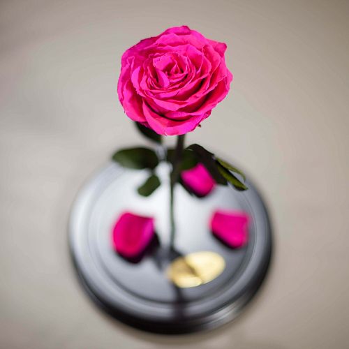 Ярко-розовая роза в колбе 31 см