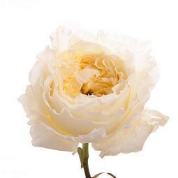 Роза пионовидная 50 см Patience Белая поштучно