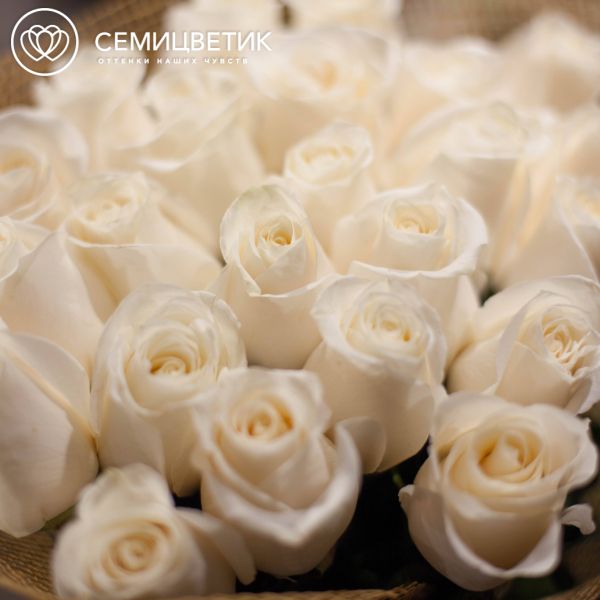 Букет из 31 белой розы Vendela 80 см (Эквадор)
