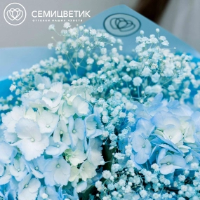 Букет из 3 голубых гортензий с голубой гипсофилой в голубой пленке
