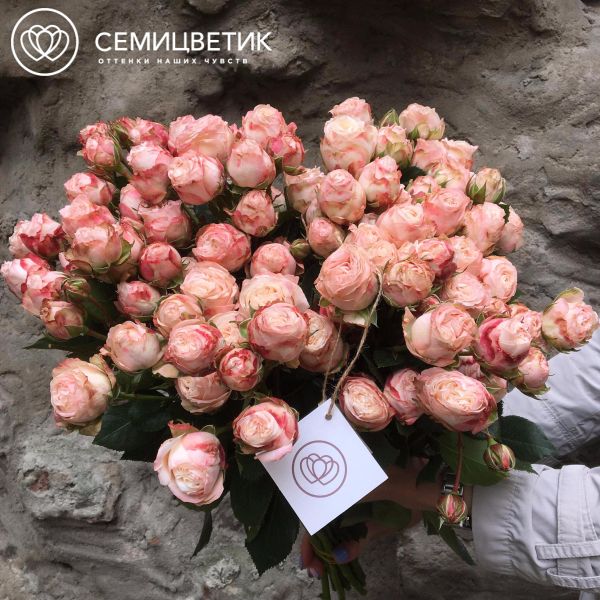 Букет из 25 нежно-розовых кустовых пионовидных роз Madam Bombastik 40 см