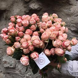 Букет из 25 нежно-розовых кустовых пионовидных роз Madam Bombastik 40 см