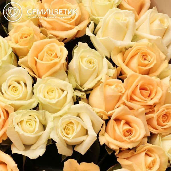 Букет из 35 кремовых и белых роз 50 см (Россия) в кремовой пленке