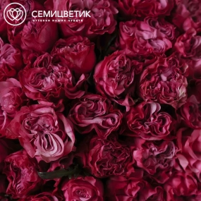 Букет из 51 сиреневой пионовидной розы Queen Crown 50 см (Эквадор) в сиреневой пленке