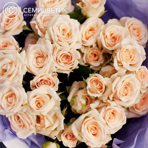 Букет из 15 кремовых кустовых роз 40 см (Кения) в кремовой пленке