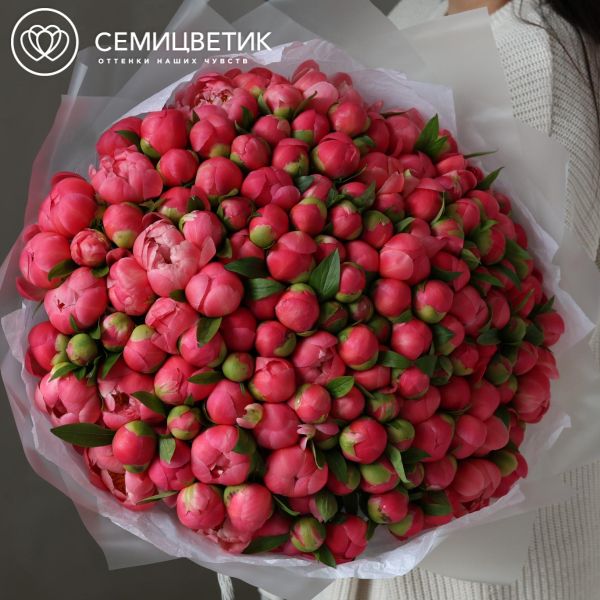 Букет из 151 кораллового пиона Coral Sunset Premium