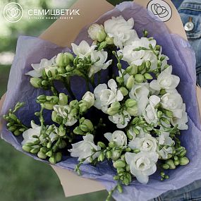Букет из 25 белых фрезий