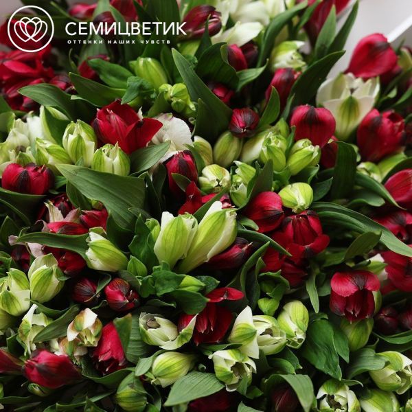 Букет из 51 белой и красной альстромерии в белой круглой упаковке