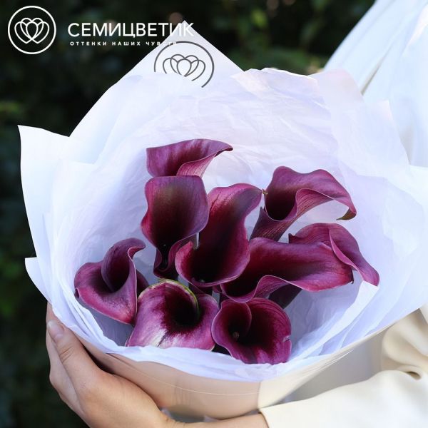 Букет из 9 темно-фиолетовых калл