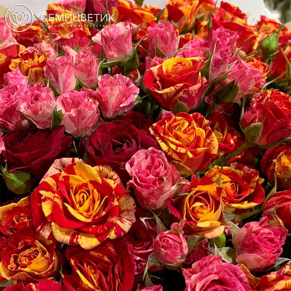 Букет из 51 кустовой розы 40 см микс в нежных тонах (Эквадор) в дизайнерской пленке
