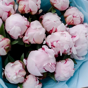 Букет из 15 розовых пионов Standart в голубой пленке