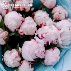 Букет из 15 розовых пионов Standart в голубой пленке