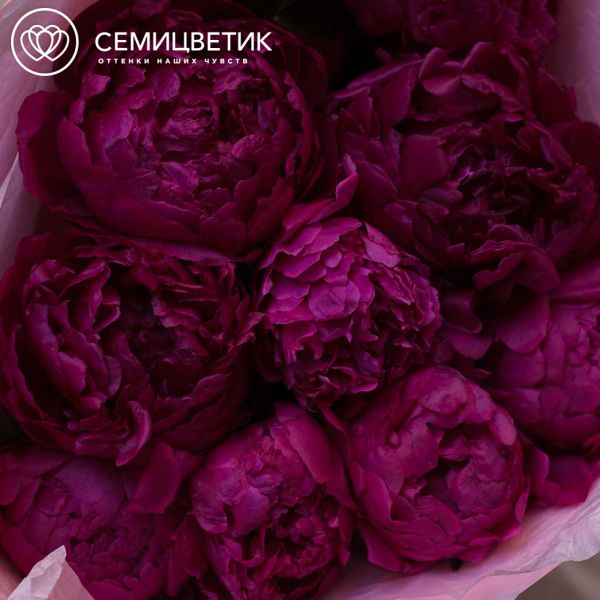 Букет из 9 малиновых пионов Standart Plus