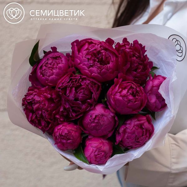 Букет из 11 малиновых пионов Standart Plus в прозрачной пленке