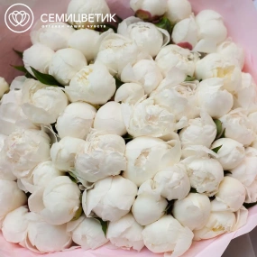 Букет из 51 белого пиона Standart Plus в розовой пленке