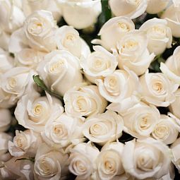 Букет из 55 белых роз Vendela 50 см (Эквадор)