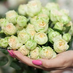 Роза пионовидная кустовая 40 см Blanchette Бело-фисташковая поштучно