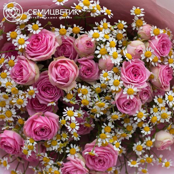Букет из розовой кустовой пионовидной розы и матрикарий в розовой пленке
