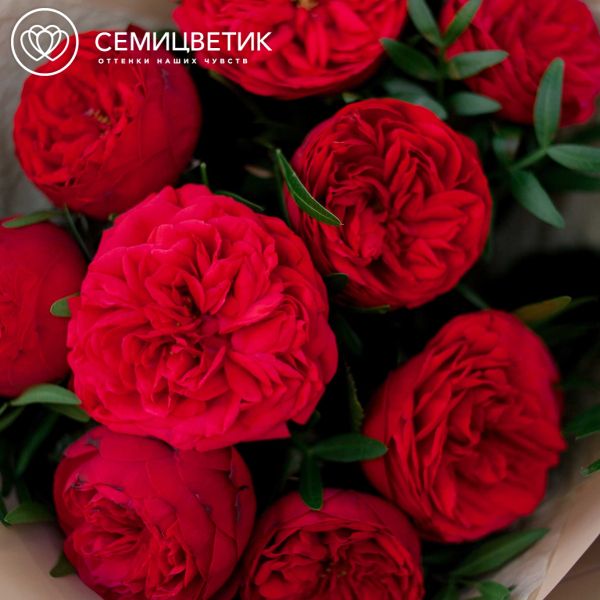 Букет из 9 красных пионовидных роз Red Piano 40 см с фисташкой