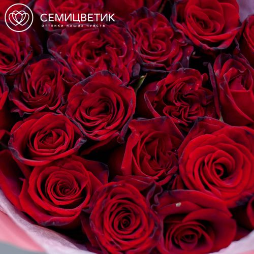 Букет из 25 красных с темной каймой роз (Россия) 60 см