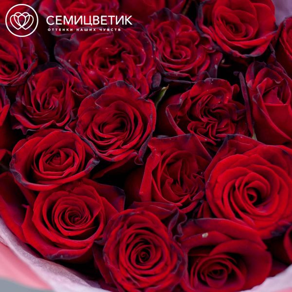 Букет из 25 красных с темной каймой роз Магия 60 см (Россия)