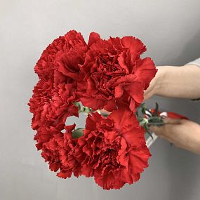Монобукет  из 5 красных гвоздик
