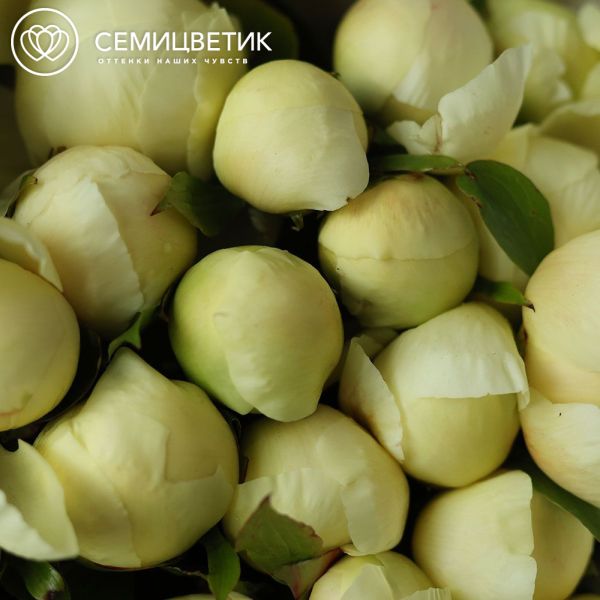 Букет из 25 лимонных пионов Lemon Chiffon Premium в белой пленке