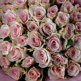 Букет из 51 нежно-розовой розы 40 см (Кения) в розовой пленке