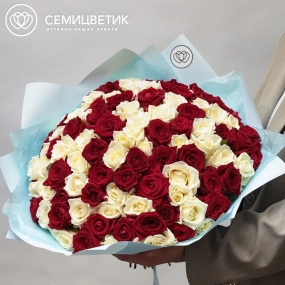 Букет из 101 красной и белой розы 35-40 см (Россия) в голубой пленке