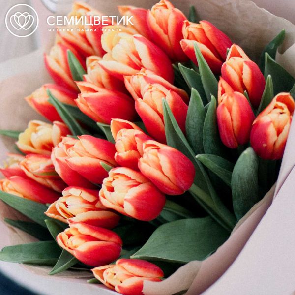 Букет из 25 красно-желтых тюльпанов 40 см в упаковке