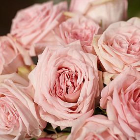 Букет из 51 розовой пионовидной розы Pink O'Hara 40 см
