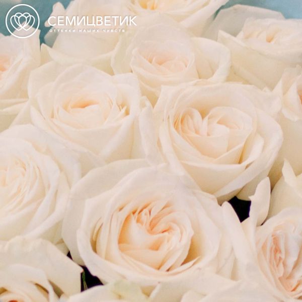 Букет из 15 белых пионовидных роз White O'Hara 40 см в голубой пленке