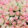 Букет из 51 розовой с фисташковой каймой розы (Кения) 40 см Standart