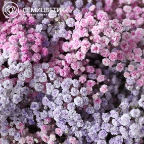 Букет из 11 сиреневых и розовых гипсофил