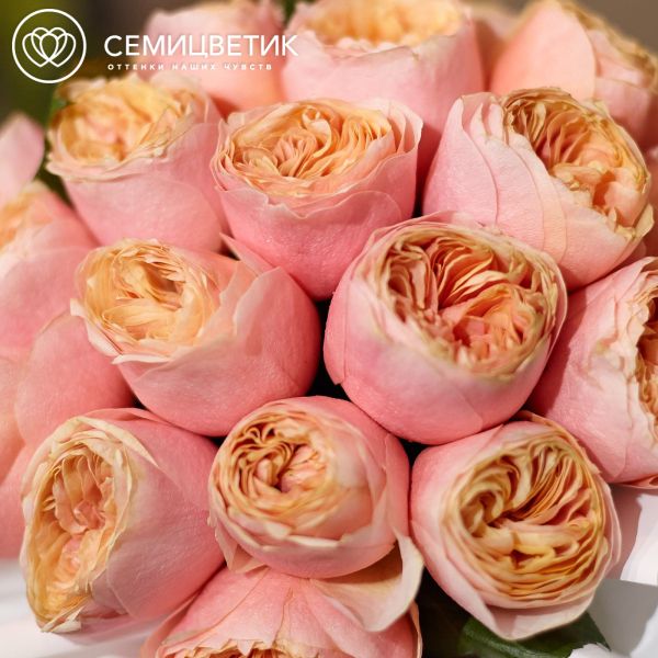 Букет в белой шляпной коробке Amour Mini из 25 пионовидных роз Vuvuzela