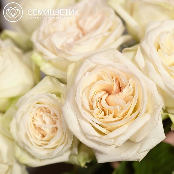 Букет из 51 белой пионовидной розы White O'Hara 40 см