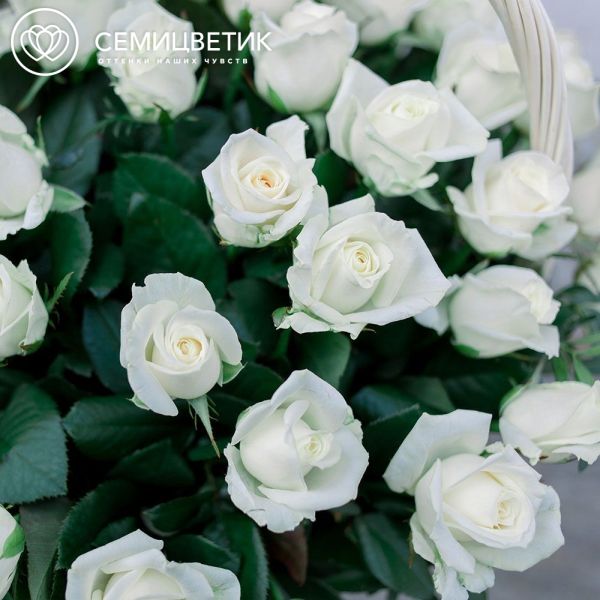 Композиция из 51 белой розы 40 см (Россия) в корзине
